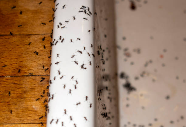 Best Cockroach Control Services  in Rawls Springs, MS